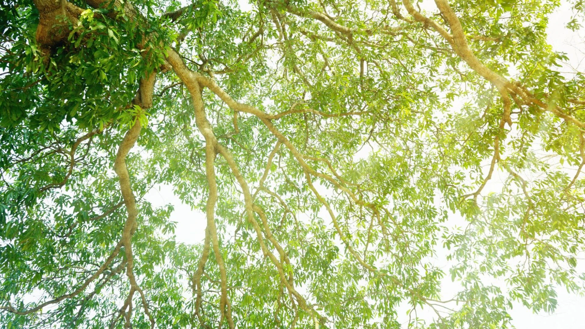 Para LESER, la Sostenibilidad no es sólo un concepto.